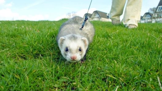 5 Things You Can Do To Make Your Ferret Live Healthier