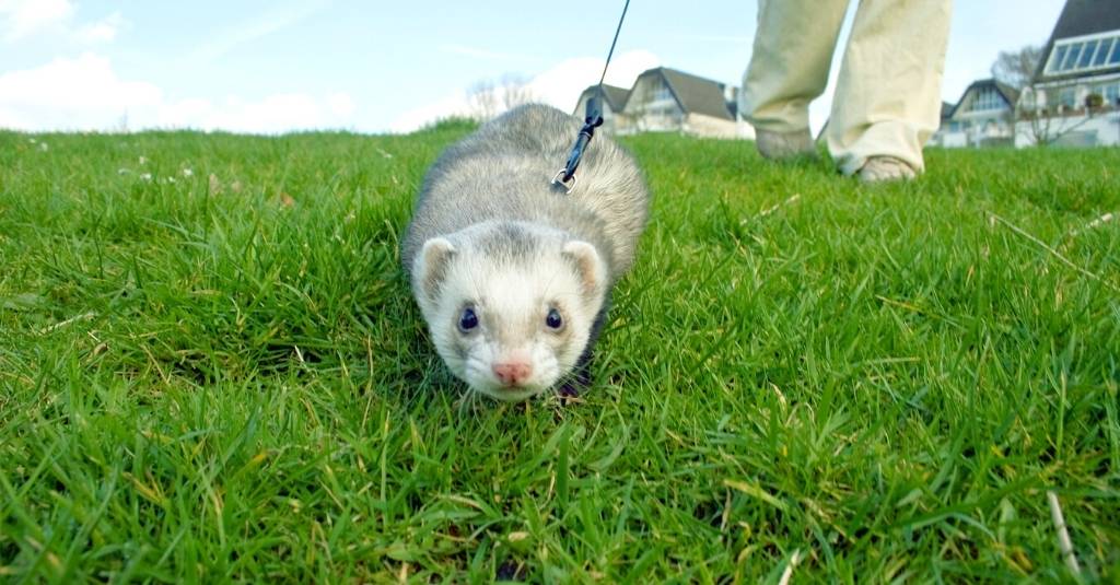 5 Things You Can Do To Make Your Ferret Live Healthier