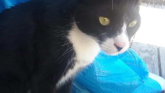 1-Year Old Cat With Feline Sarcoma Saved From Being Put Down