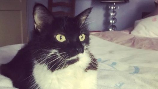 NHV Remedies Help Bella the Cat Fight Intestinal Cancer