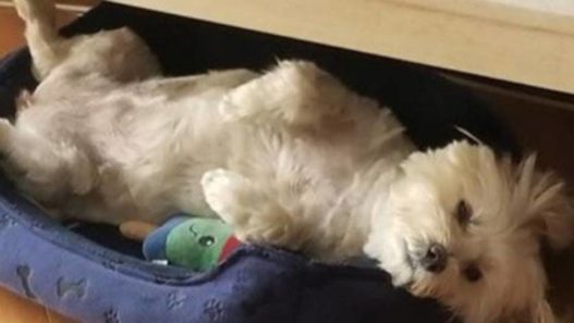12 Year-Old Maltipoo’s Holistic Route to a Healthy Liver