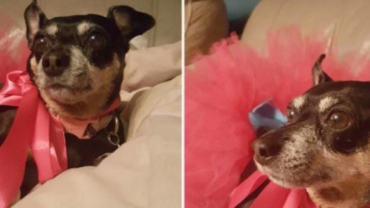 13 Year-Old Adorable Dog Oggie’s Tumor Tale