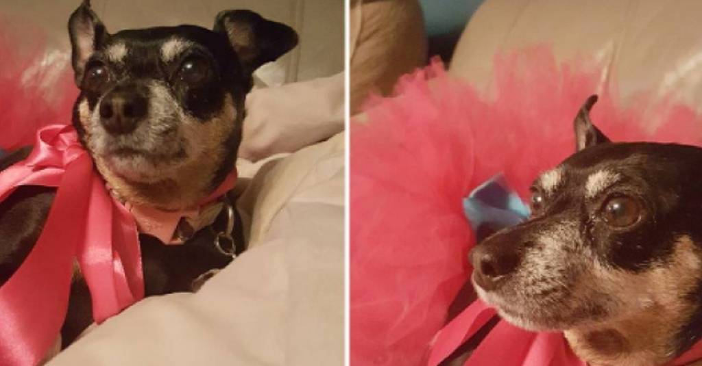 13 Year-Old Adorable Dog Oggie’s Tumor Tale
