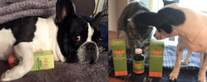 Freddy the french, Chaya may be little and the office meows pose with their nHV natural Pet products