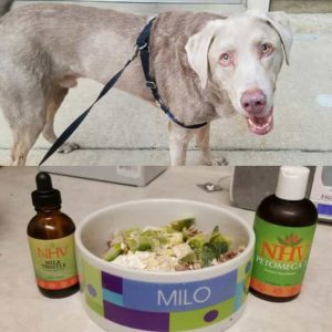 Milo the silver labrador taking his NHV cancer supplements