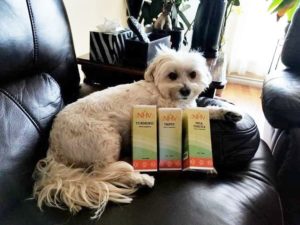 bhoomi maltipoo dog with NHV pet supplements liver