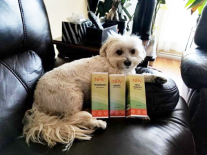 bhoomi maltipoo dog with NHV pet supplements