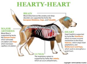 NHV hearty heart diagram