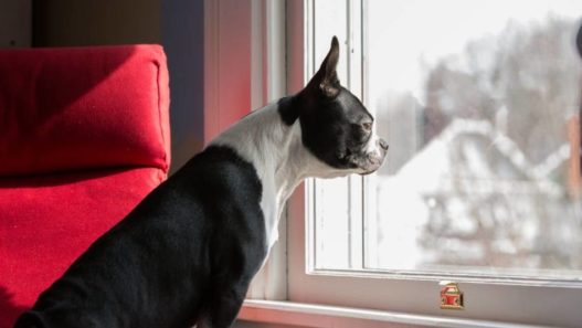 Back-To-School Separation Anxiety in Pets