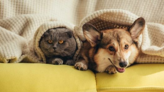 10 Common Pet Troubles And Their Natural Solutions