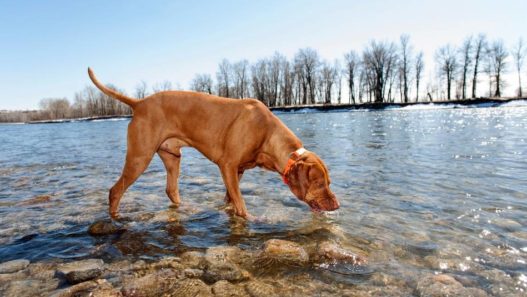 O parasita Giardia em cães: o que você precisa saber