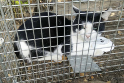 FIV Supporting Remedies like Felimm, Multi Essentials and ES Clear for cats like this little abandoned guy.