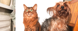 Home remedies for pets by NHV