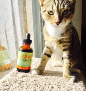 Our natural dewormer for foster kitties like Rosy, Lily and Pip.