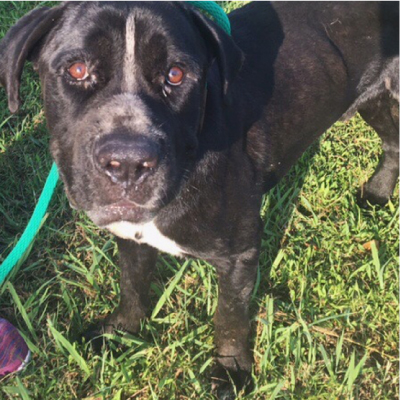 Heart-worm Kits for dogs like Nate. Help prevent heart-worms and also assist in treating them.