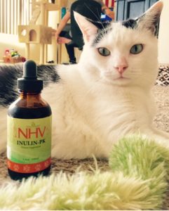 Our natural dewormer for foster kitties like Rosy, Lily and Pip.