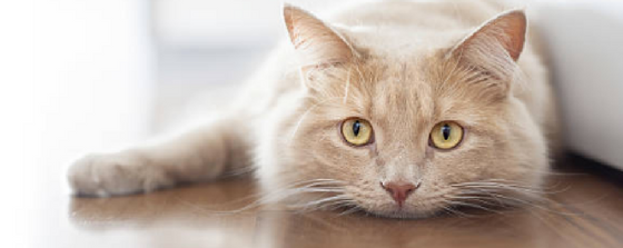 kidney and urinary issues in cats home remedy