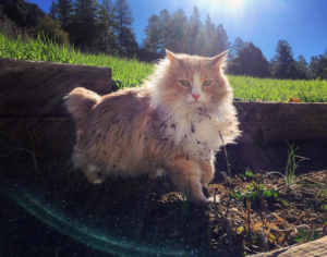 Ziggy cat with cancer colorado