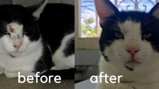FeLV Positive cat surprises everyone with holistic help