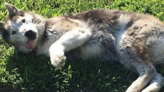 16 year old Malamute tripawd picks pet remedies over human meds