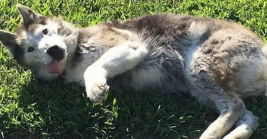 16 year old Malamute tripawd picks pet remedies over human meds