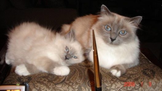 Constipation Relief for Chihuly, 12 Year-Old Birman Blue Point Cat
