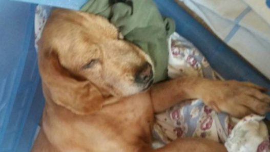 Mitral Valve Failure in Dogs – 14 Year-Old Dog Starts Holistic Regimen