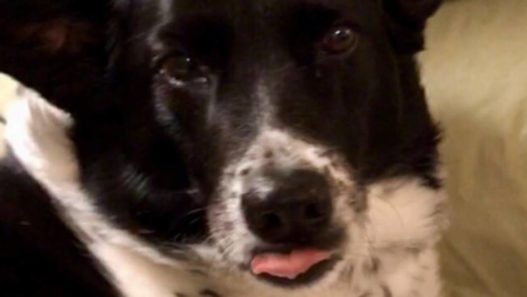 13 year old dog Maggie’s twisted tale of side effects