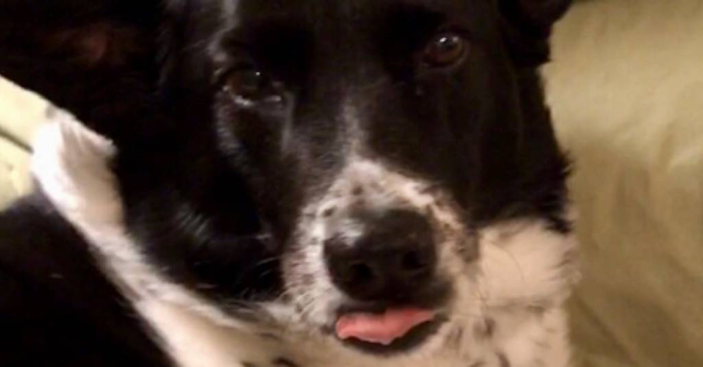 13 year old dog Maggie’s twisted tale of side effects