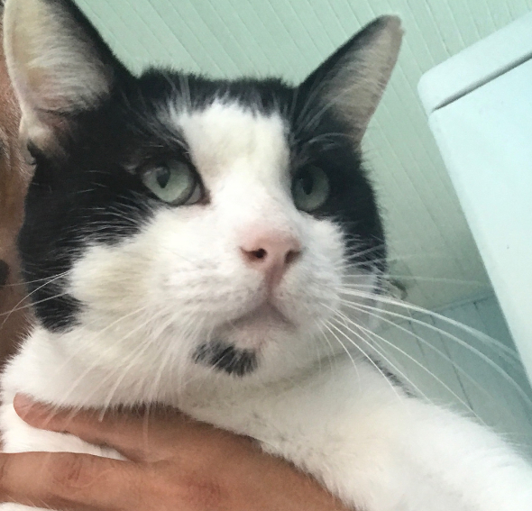 Freddie cat FeLV NHV Felimm Review Natural Selfie 5