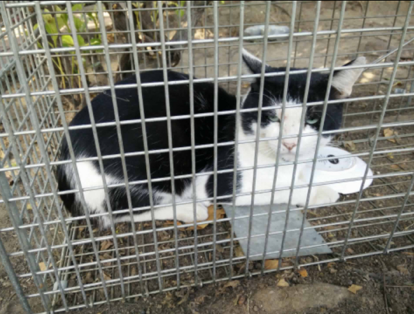 Feral cat trapped and taken into care