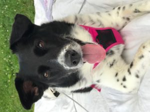 Maggie IBD NHV review dog