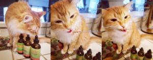 Rodent ulcer cat tigger taking NHV remedies