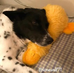 maggie dog with duck stuffy