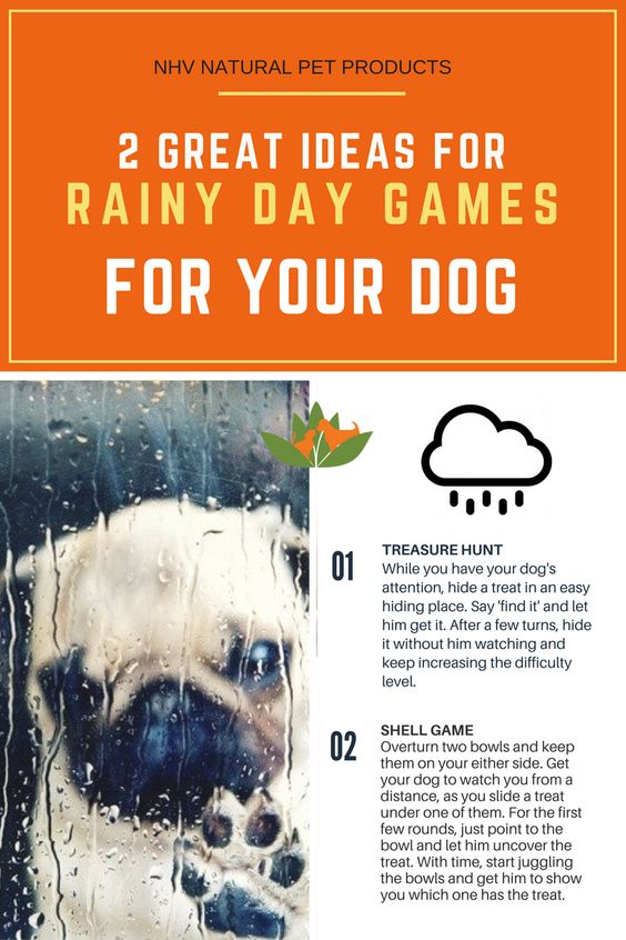 rainy day games for dogs