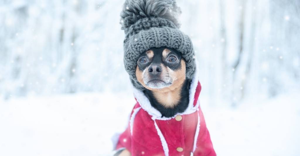 Prepping Your Pets for the Colder and Busier Months Ahead