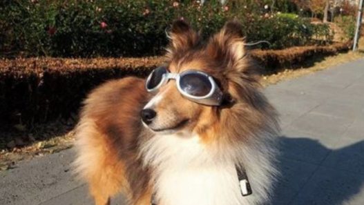 How Jay the Sheltie Takes His NHV Supplements?