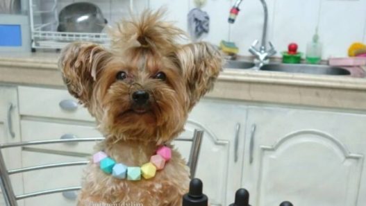 Judy the Yorkie Takes Her NHV Doses on the Dining Table