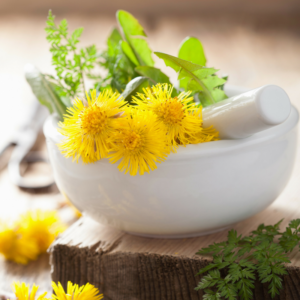 Dandelion herb for pets liver