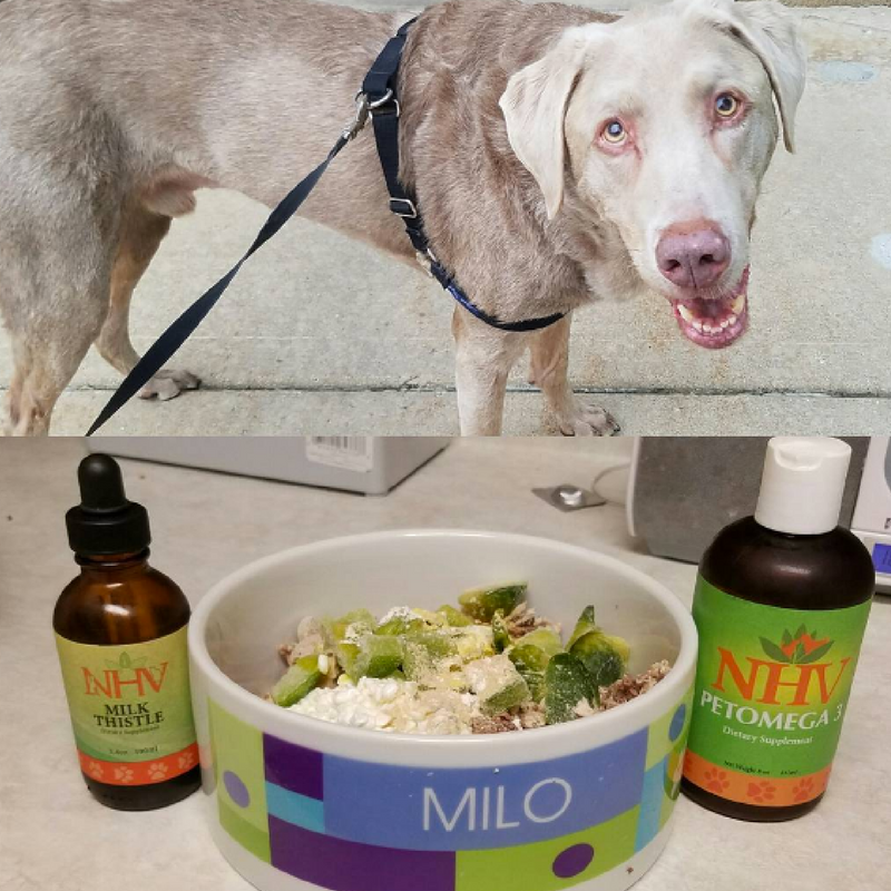 Milo dog cancer labrador