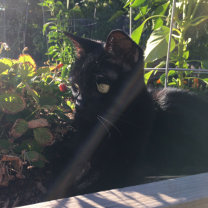 Moxie black cat 15 years NHV Thyroid