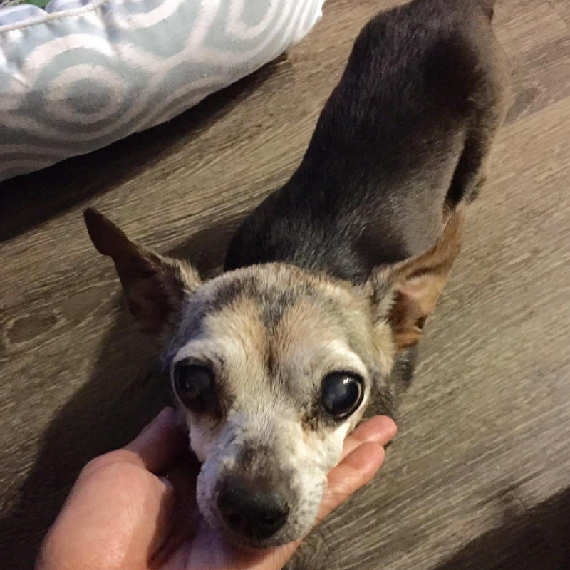 Rhea dog rescued cushings cancer