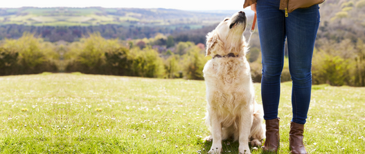 Zen pet mom NHV Natural Pet pRoducts