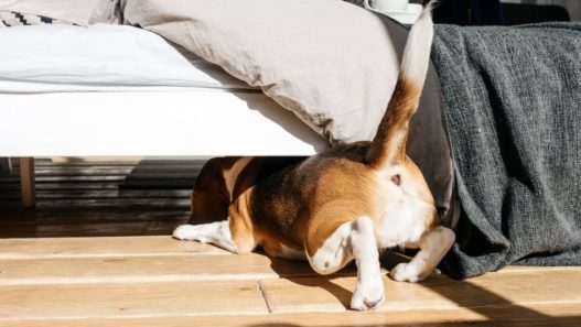 dog climbing under bed with rear end facing the camera