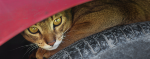 cat hiding under car NHV Natural Pet products
