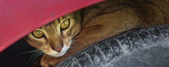 cat hiding under car NHV Natural Pet products pets