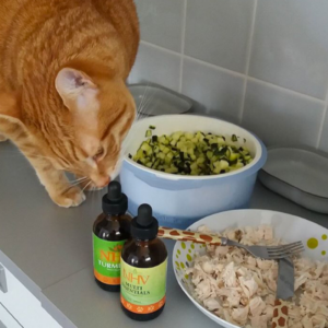 nougat cat instagram eating natural