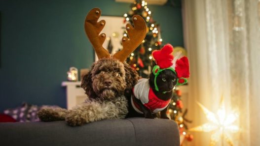 4 clever ways of pet proofing your Christmas