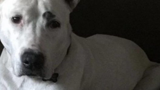 Mackenzie the pitbull’s coping strong with Hemangiosarcoma