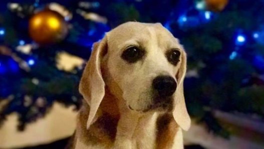 Beagle With Liver Cancer Surprises Her Oncologist
